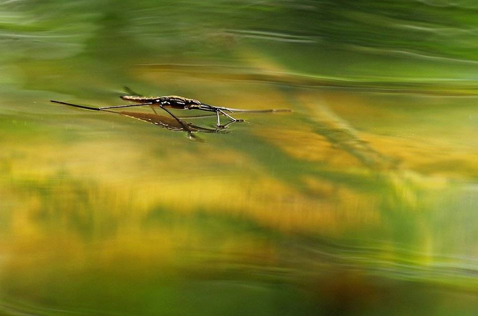 , Иваненко Светлана