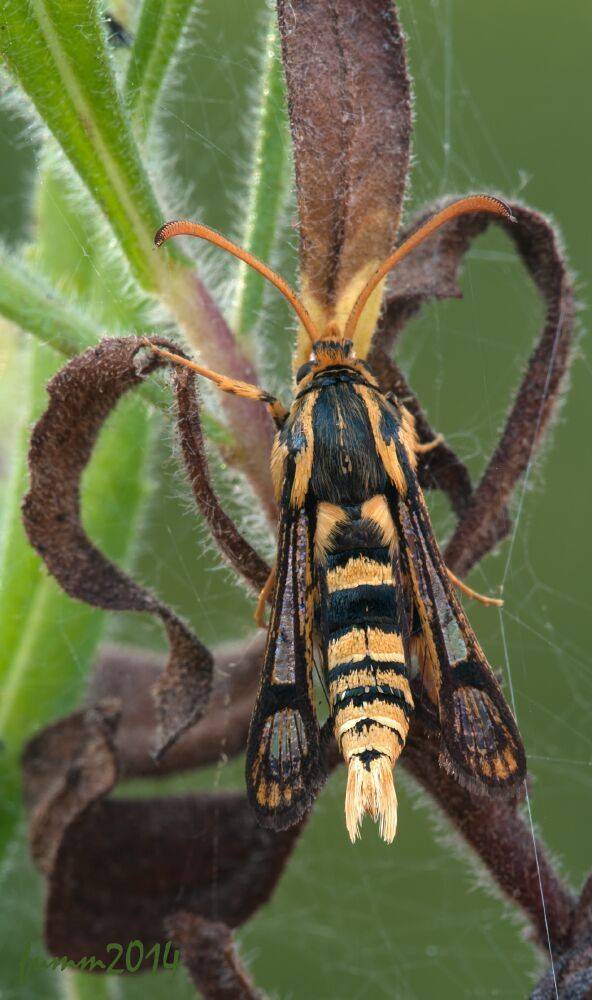 , Игорь ФУММ