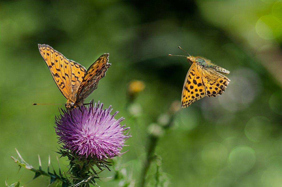 , Таня  Маркова