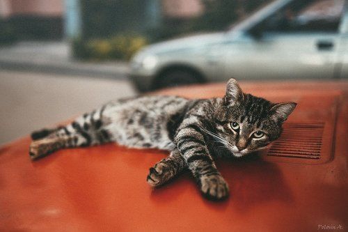 Кот на капоте