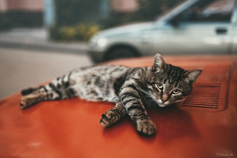 Автомобиль, Двор, Капот, Кот, Сон Кот на капоте фото превью