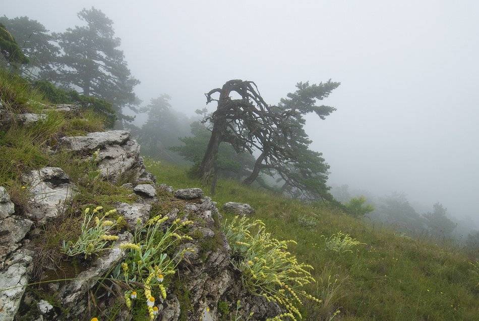 , Саша  Вайсберг / Waldschnepfe /