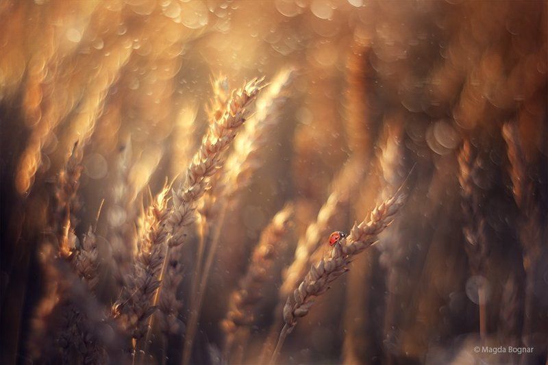 Golden Summer фото превью