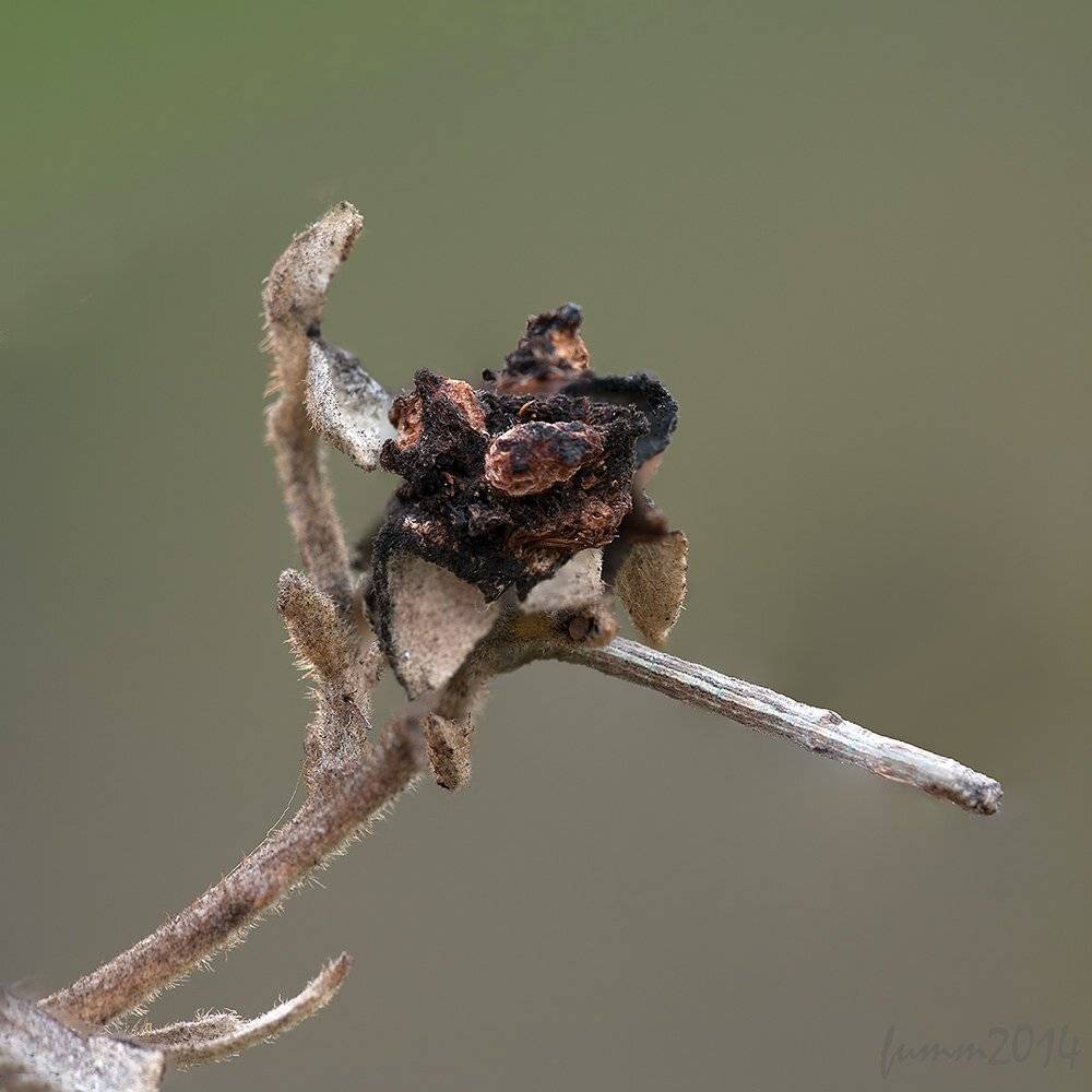 , Игорь ФУММ