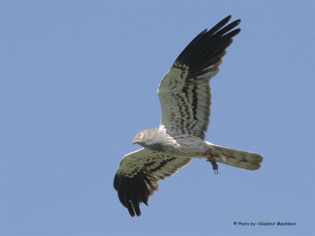 , &copy; =Vladimir Meshkov=