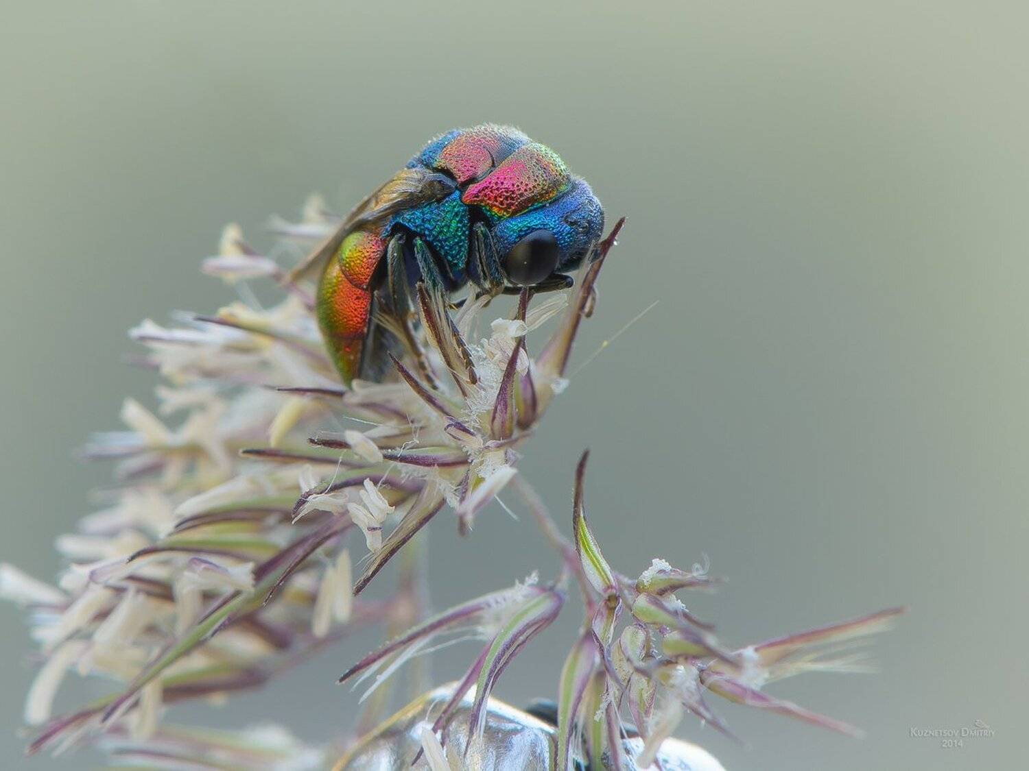 , Кузнецов Дмитрий