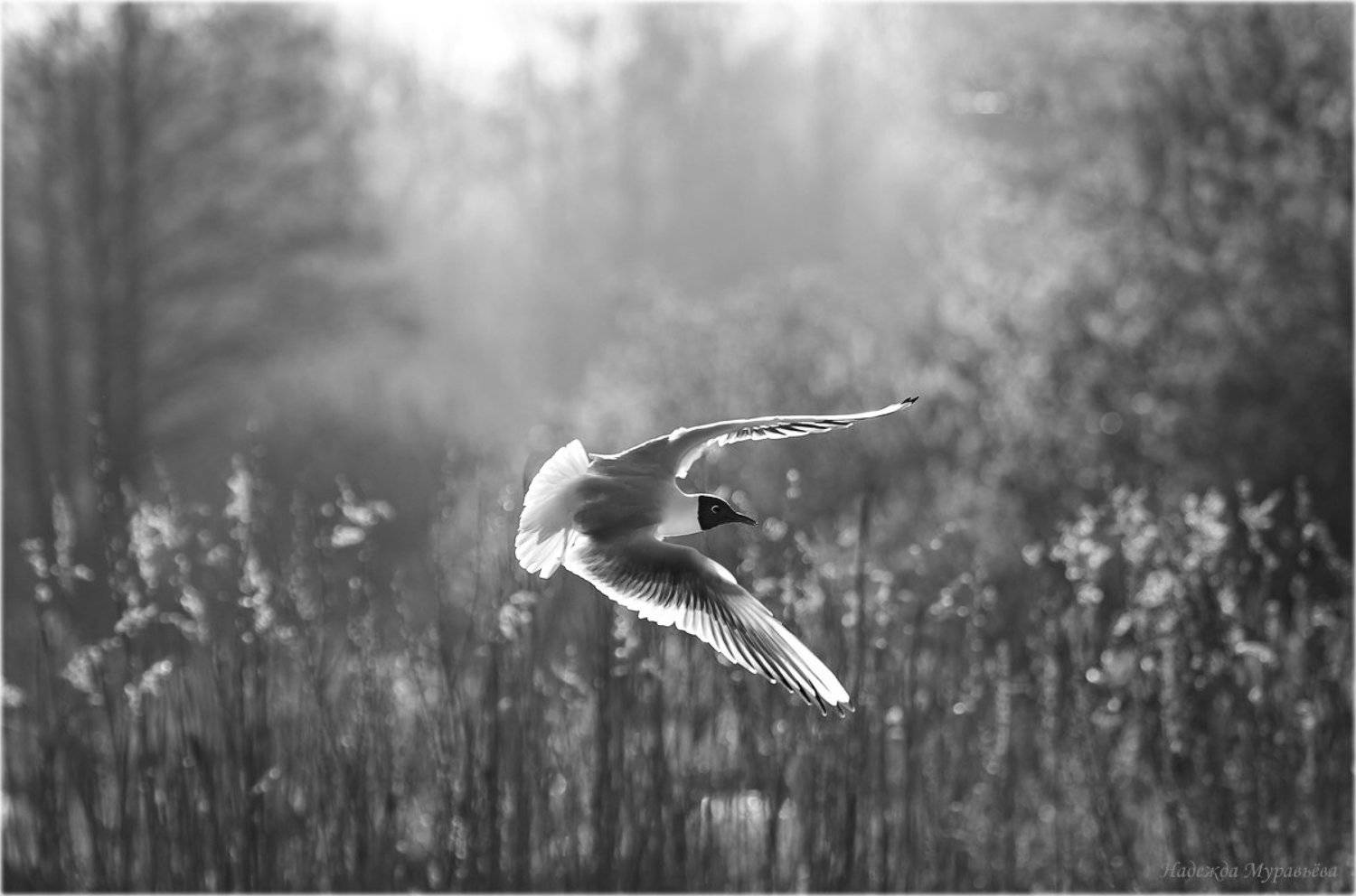 Larus, Ridibundus, Озёрная, Полёт, Рассвет, Чайка, Надежда Муравьёва