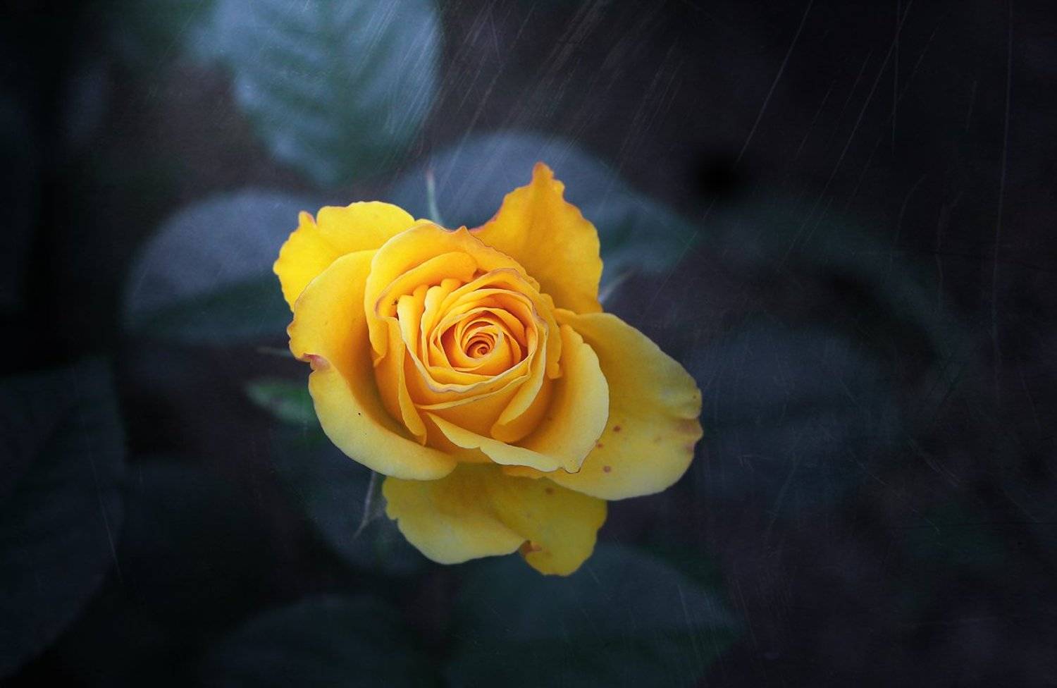 , Киливник Наталия(Metron)