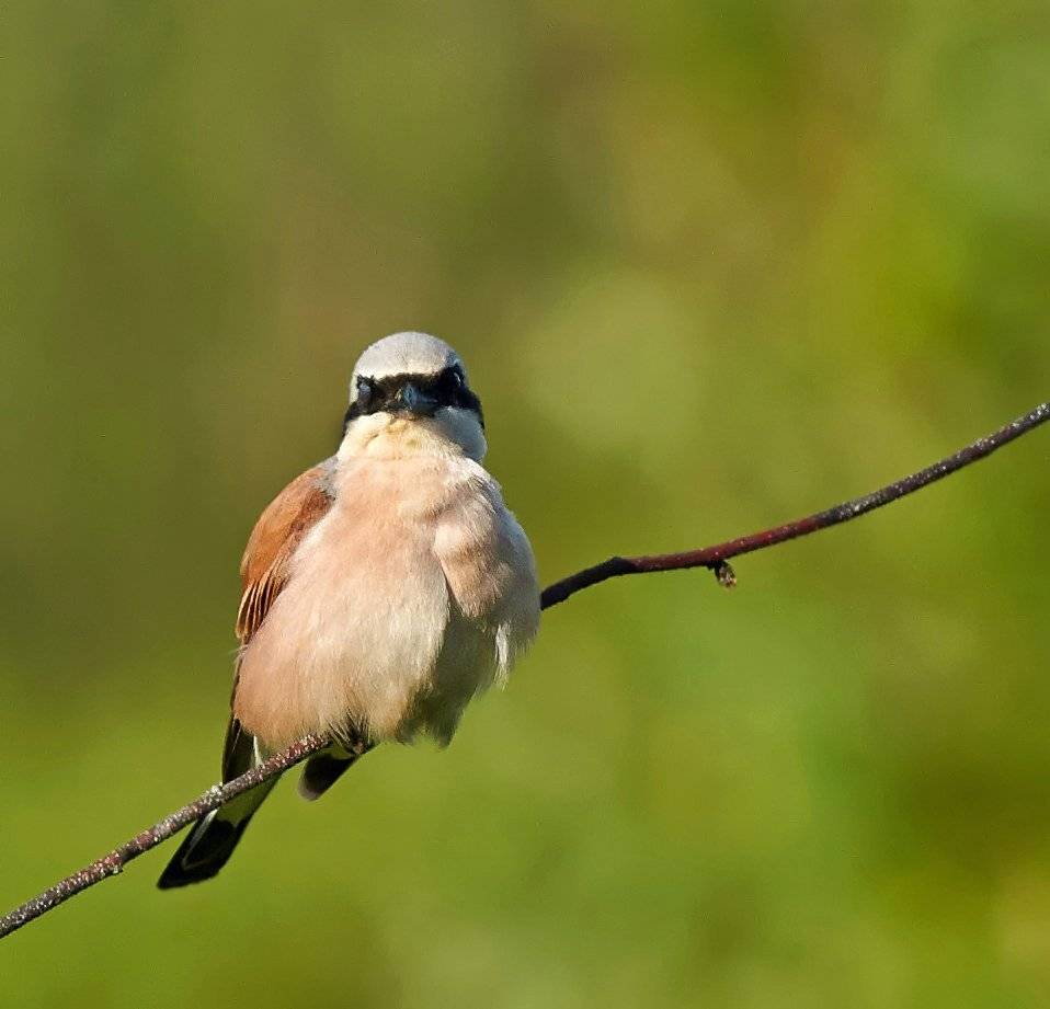 nikon 1j1, жулан, жулан обыкновенный, Alexey Gnilenkov