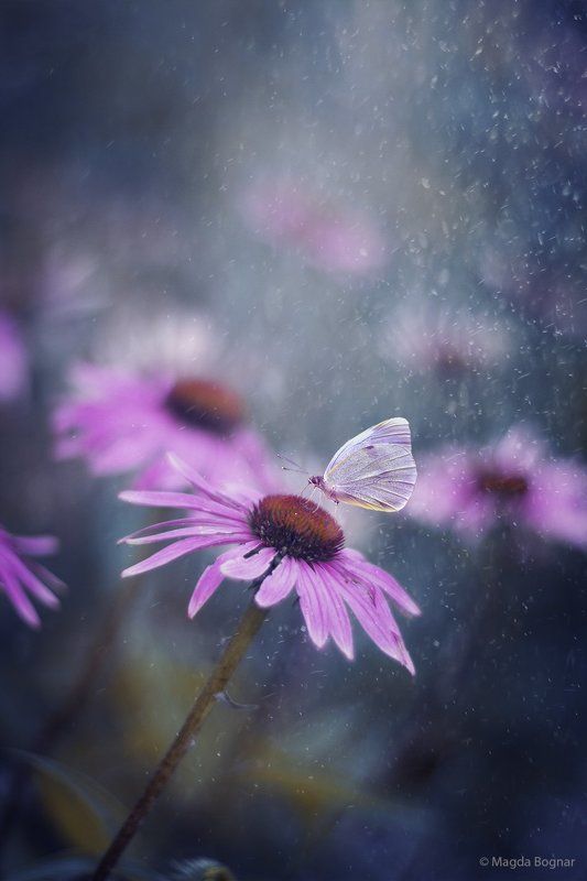 Secret Garden фото превью