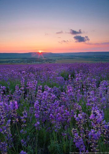 Крымский прованс