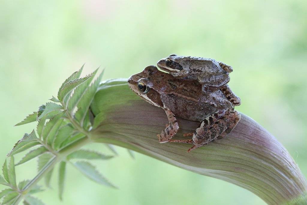 , Сергей Таланов
