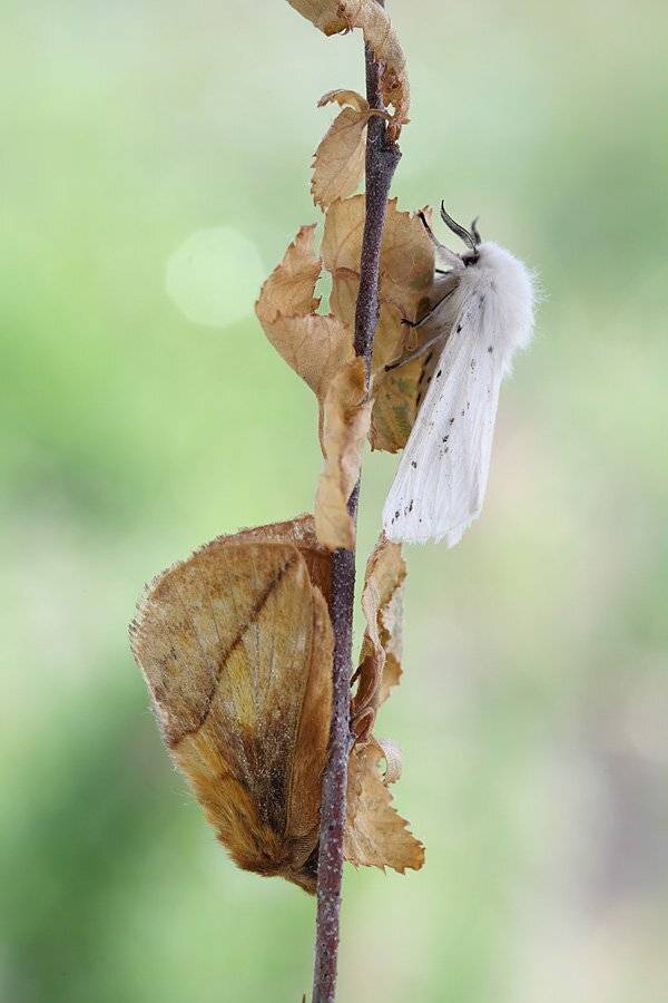 , Сергей Таланов