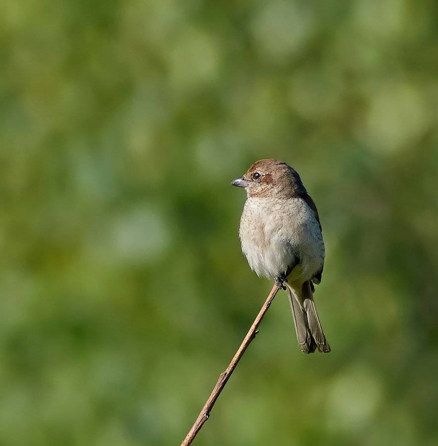 жулан, жулан обыкновенный, Alexey Gnilenkov