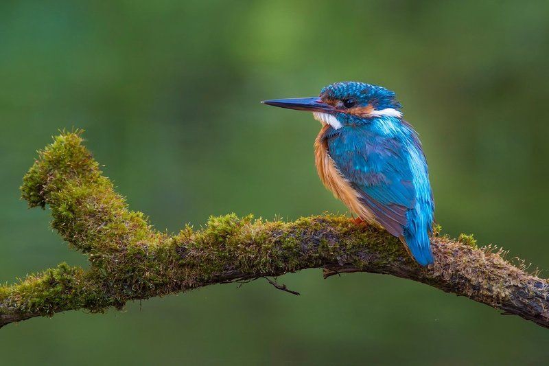 Kingfisher, Зимородок, Портрет зимородка, Саров, Фотоохота, Экзотическая птица, Яркая птица, Яркое оперение Утренний портрет зимородка. фото превью