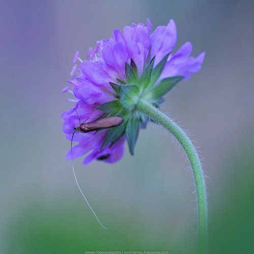 Длинноусая утренняя