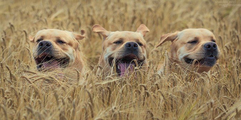 Cute Cerberus фото превью