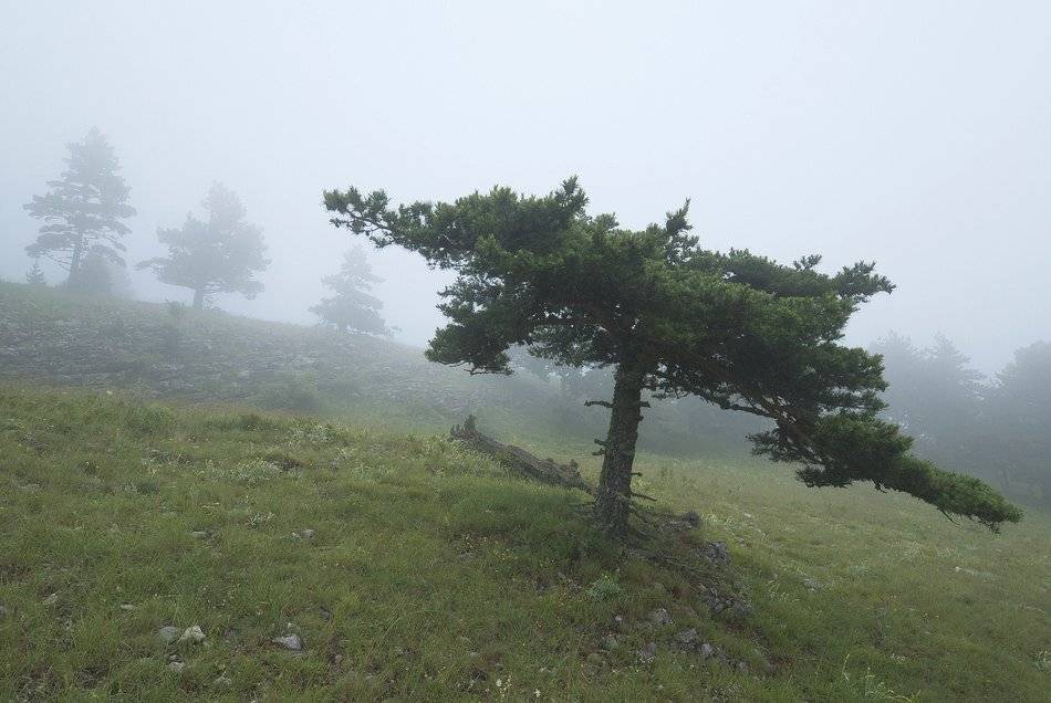 , Саша  Вайсберг / Waldschnepfe /