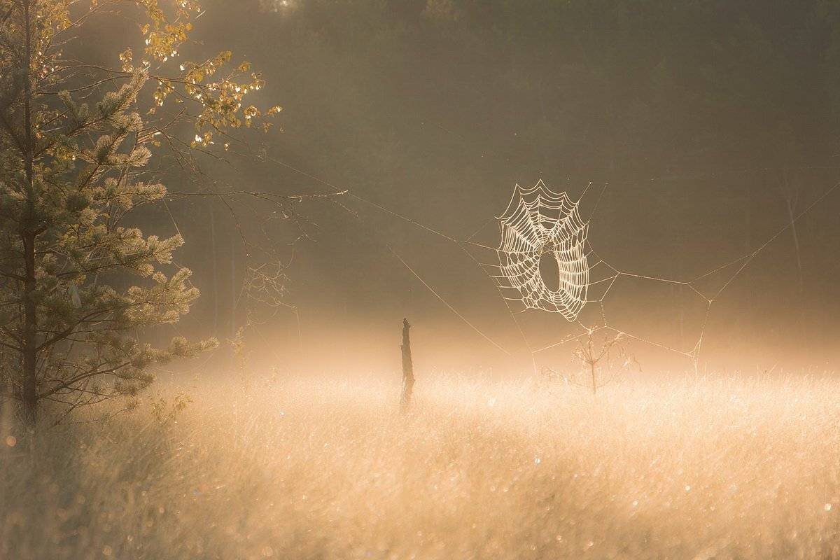 , Вилюнов Дмитрий