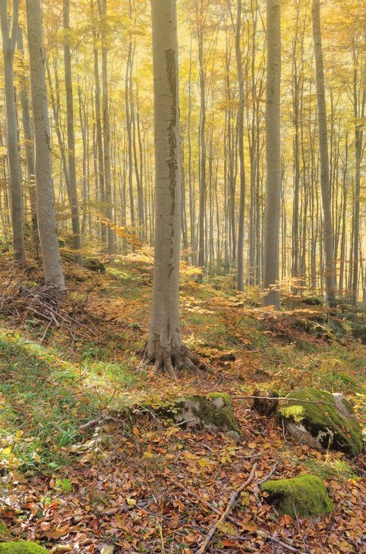 Abandoned Love фото превью