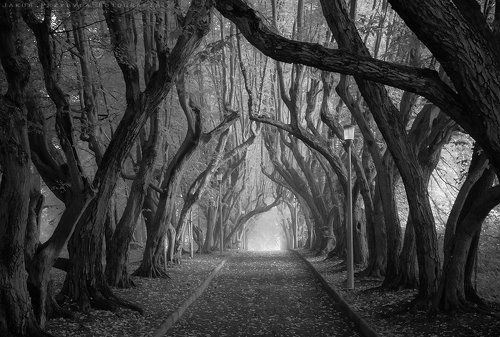 Hornbeam avenue
