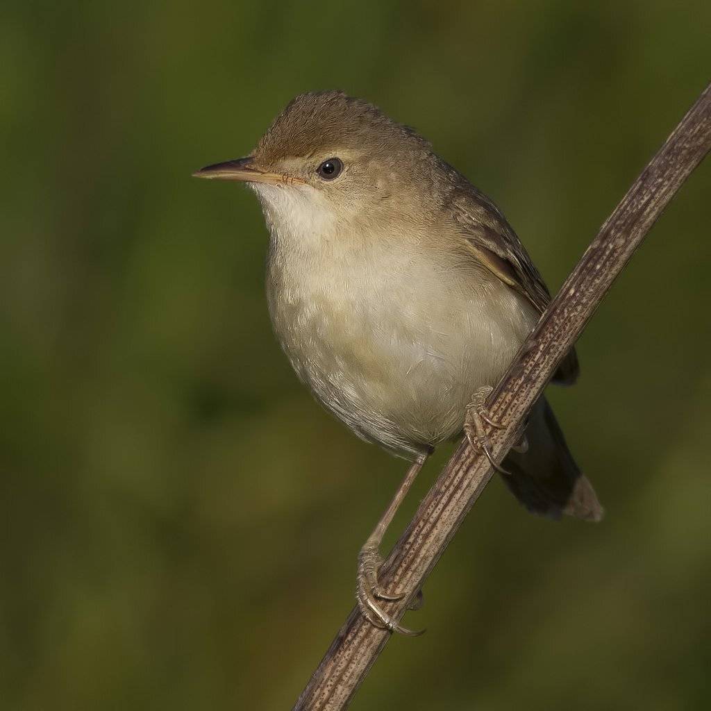 Камышевка, Ляпустин Юра