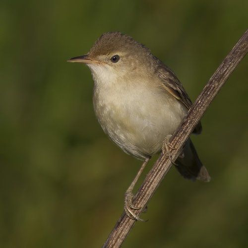 Acrocephalus palustris.