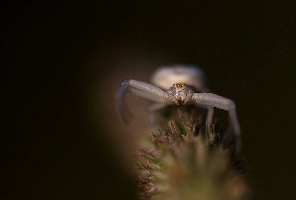 , Сергей Таланов