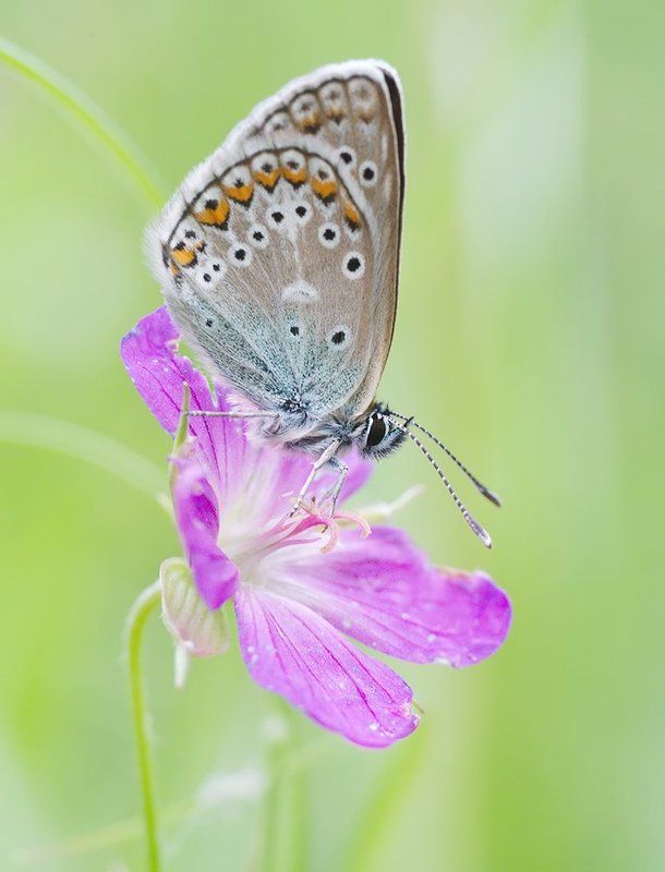 *** фото превью