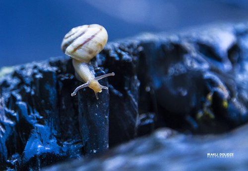 snail