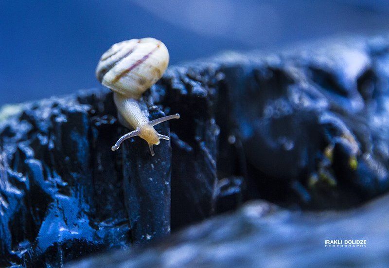 Blue, Blur, Bokeh, Canon 7D, Macro, Outdoor, Snail snail фото превью