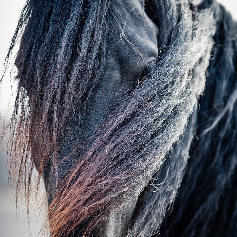 Темная лошадка фото превью