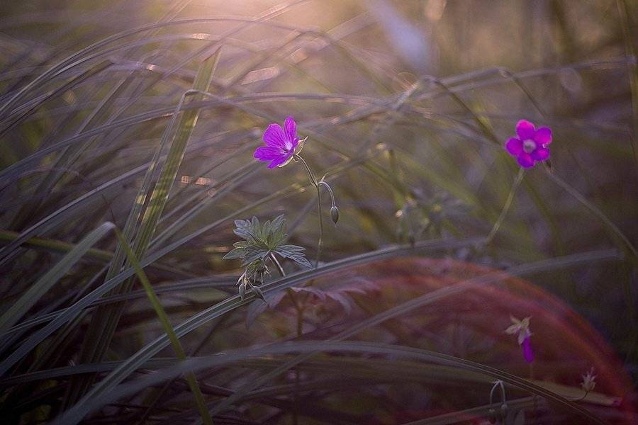 , Svoboda Andreeva