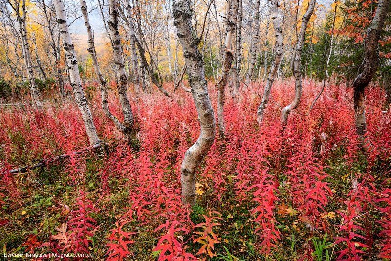 Осень в северном лесу фото превью