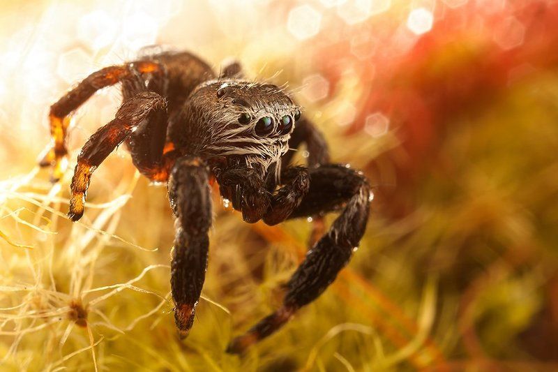 Cвечение фото превью