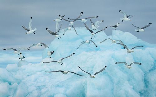 22 Бургомистра