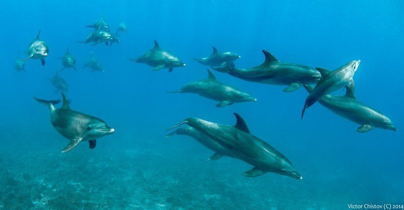 Семейка фото превью