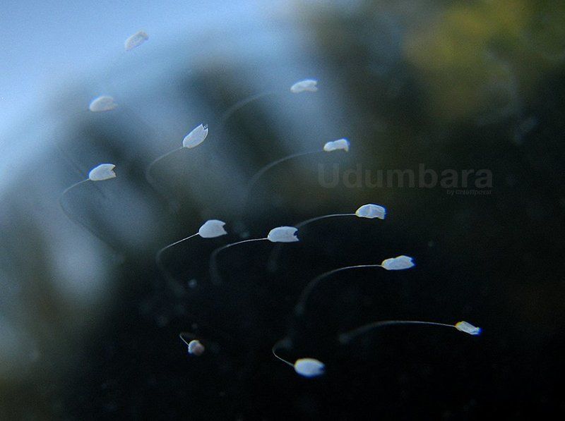 Udumbara фото превью