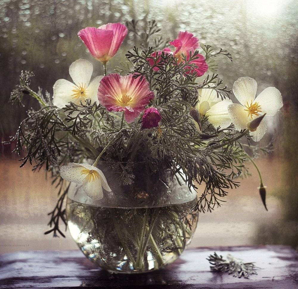 , Svoboda Andreeva