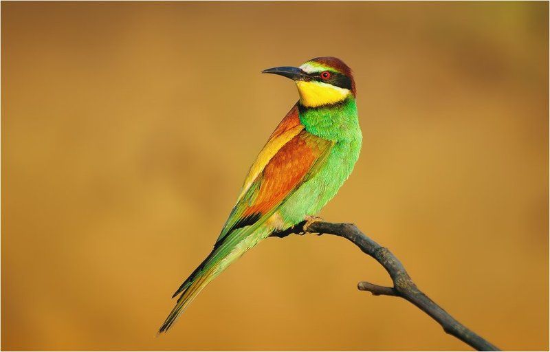 Wildlife, Золотистая щурка *** фото превью