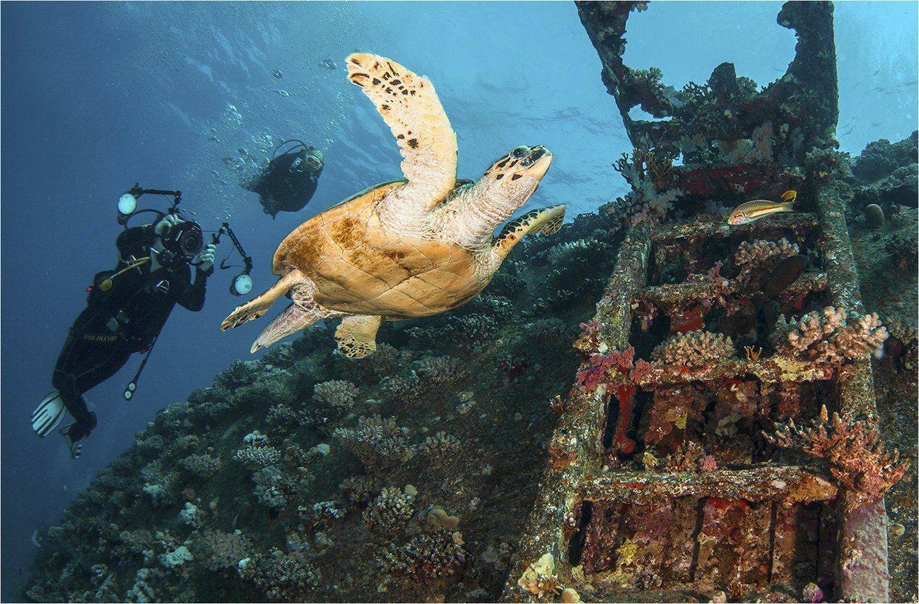 египет, красное море, черепаха, дайвинг, Сергей Гаспарян