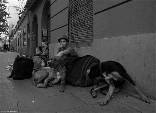 Man and dogs