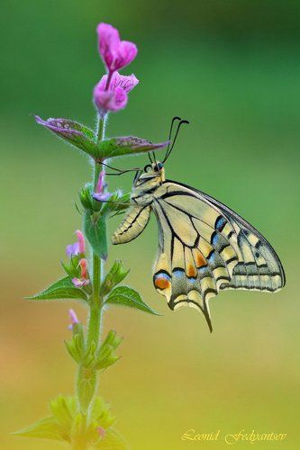 Этюд с махаоном второго поколения (2)
