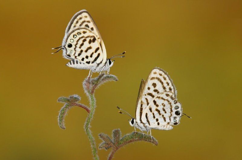 Inversion фото превью