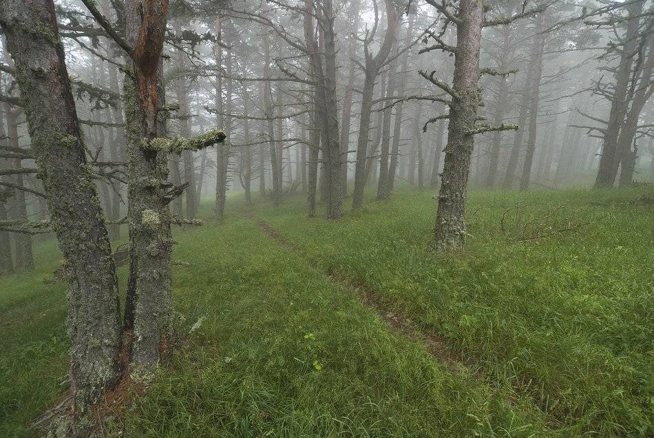 , Саша  Вайсберг / Waldschnepfe /