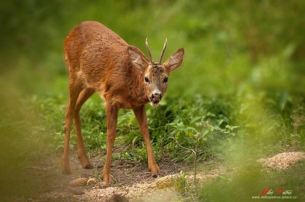 , Milo&scaron; Petru&scaron;