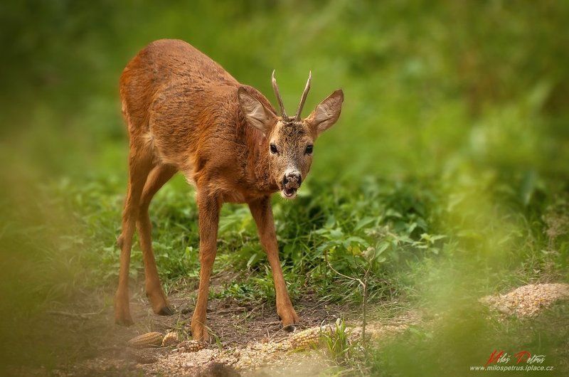 Pozvánka ka obedu фото превью