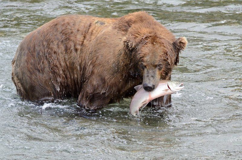 С добычей фото превью
