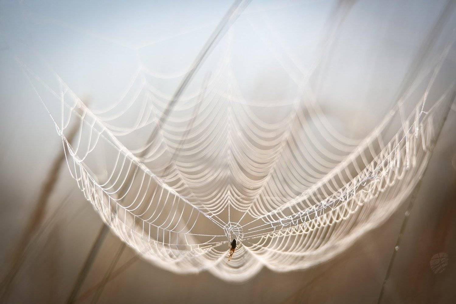 , Вячеслав Мищенко