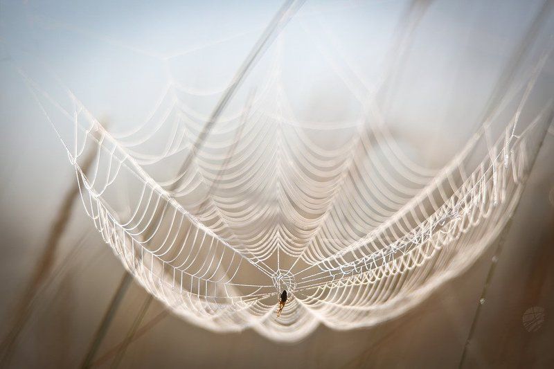 Тишина. фото превью